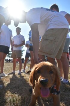 ATO Dog