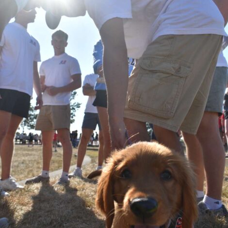 ATO Dog