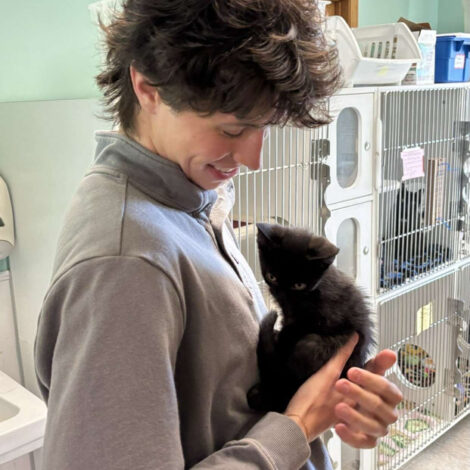 Animal Shelter help