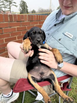New ATO Dog
