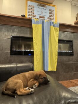 Brothers foster dog