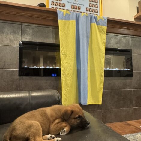 Brothers foster dog
