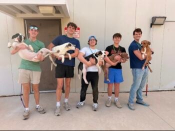 Volunteering at Animal Shelter