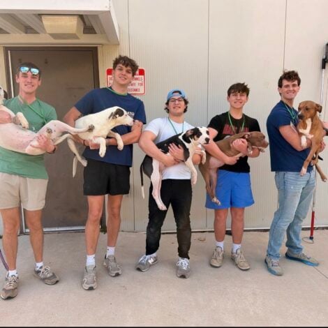 Volunteering at Animal Shelter
