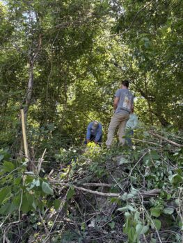 Trees Atlanta Volunteering